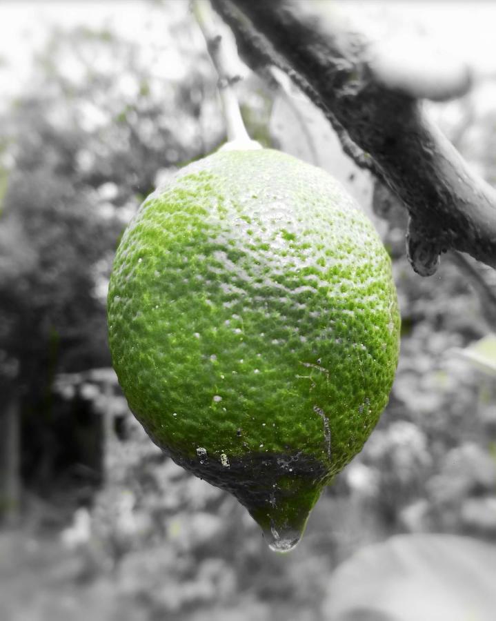 Limon Y Sol